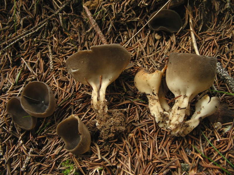 Helvella acetabulum